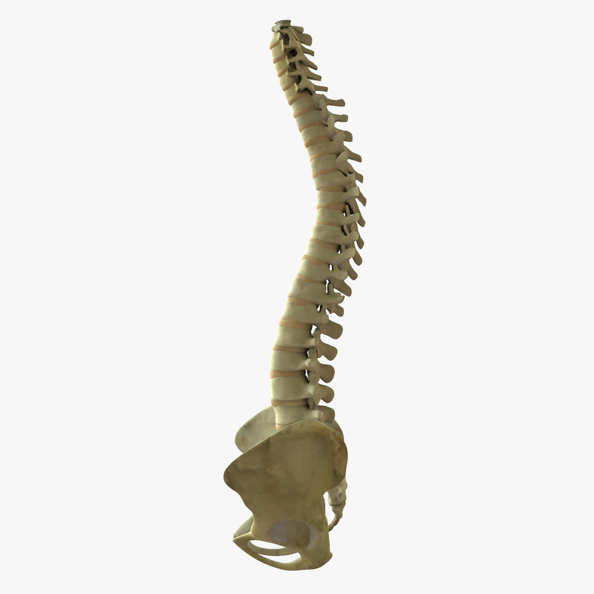 Human Spine Bones 3D model_7