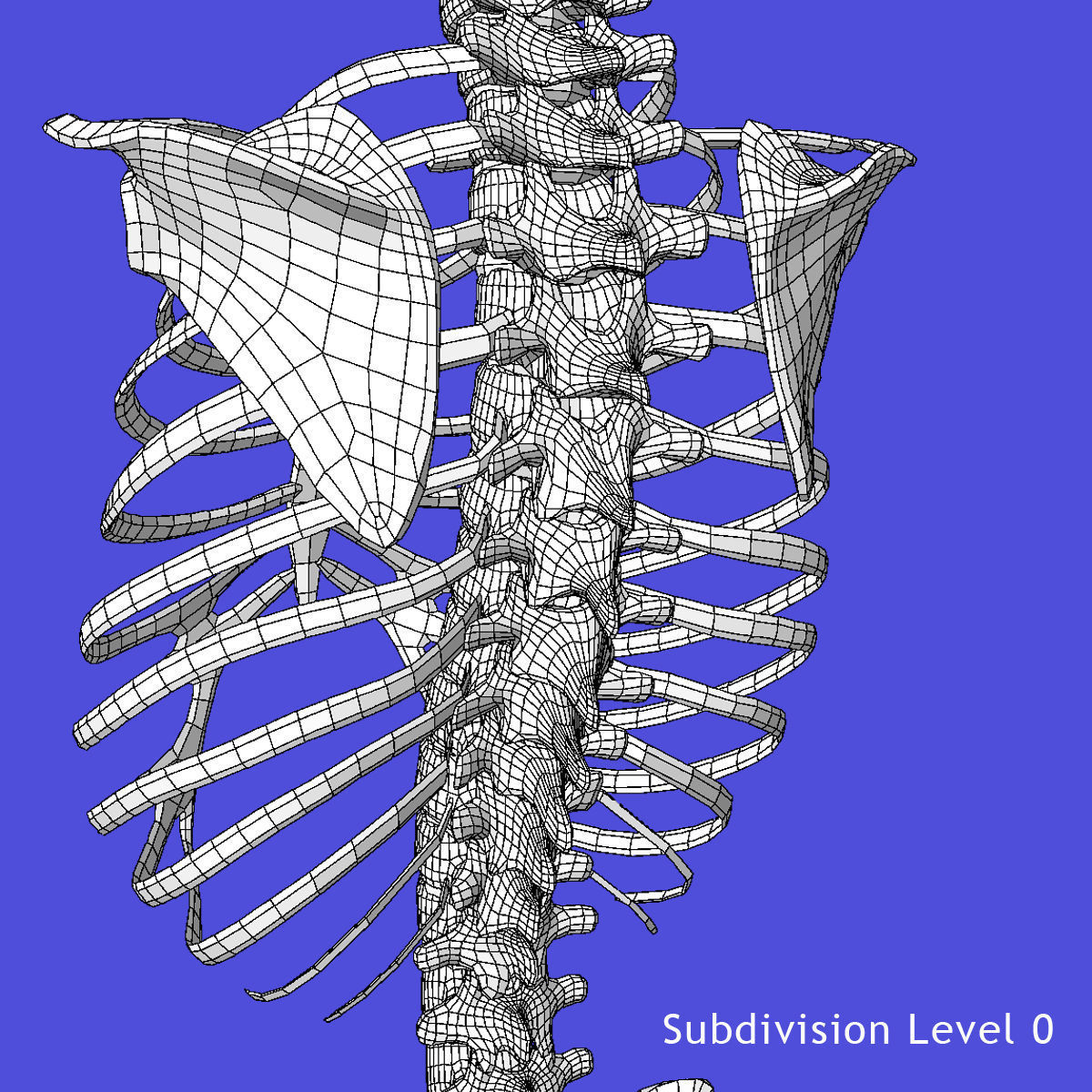 Human Torso Detailed Skeleton 3D model_11