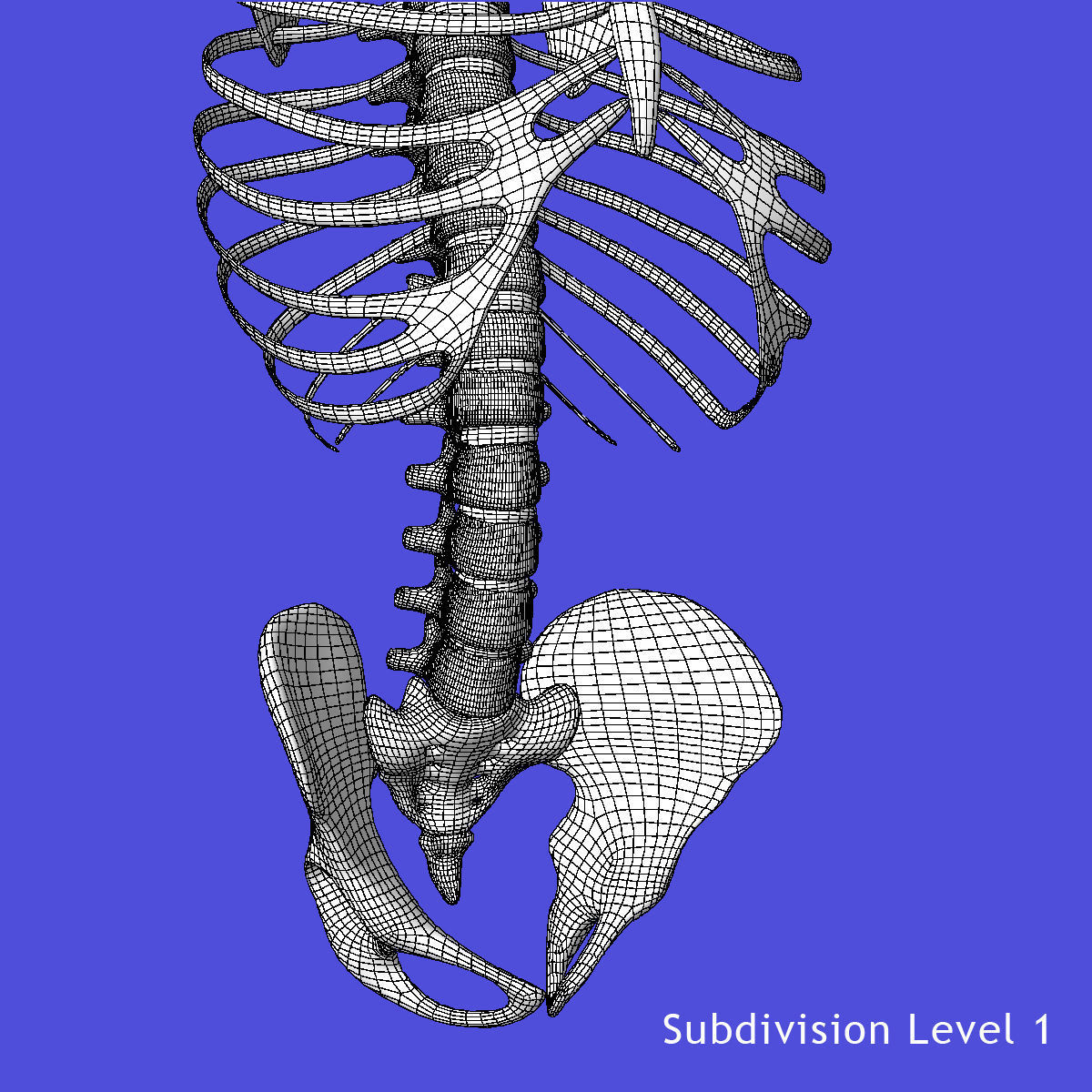 Human Torso Detailed Skeleton 3D model_5