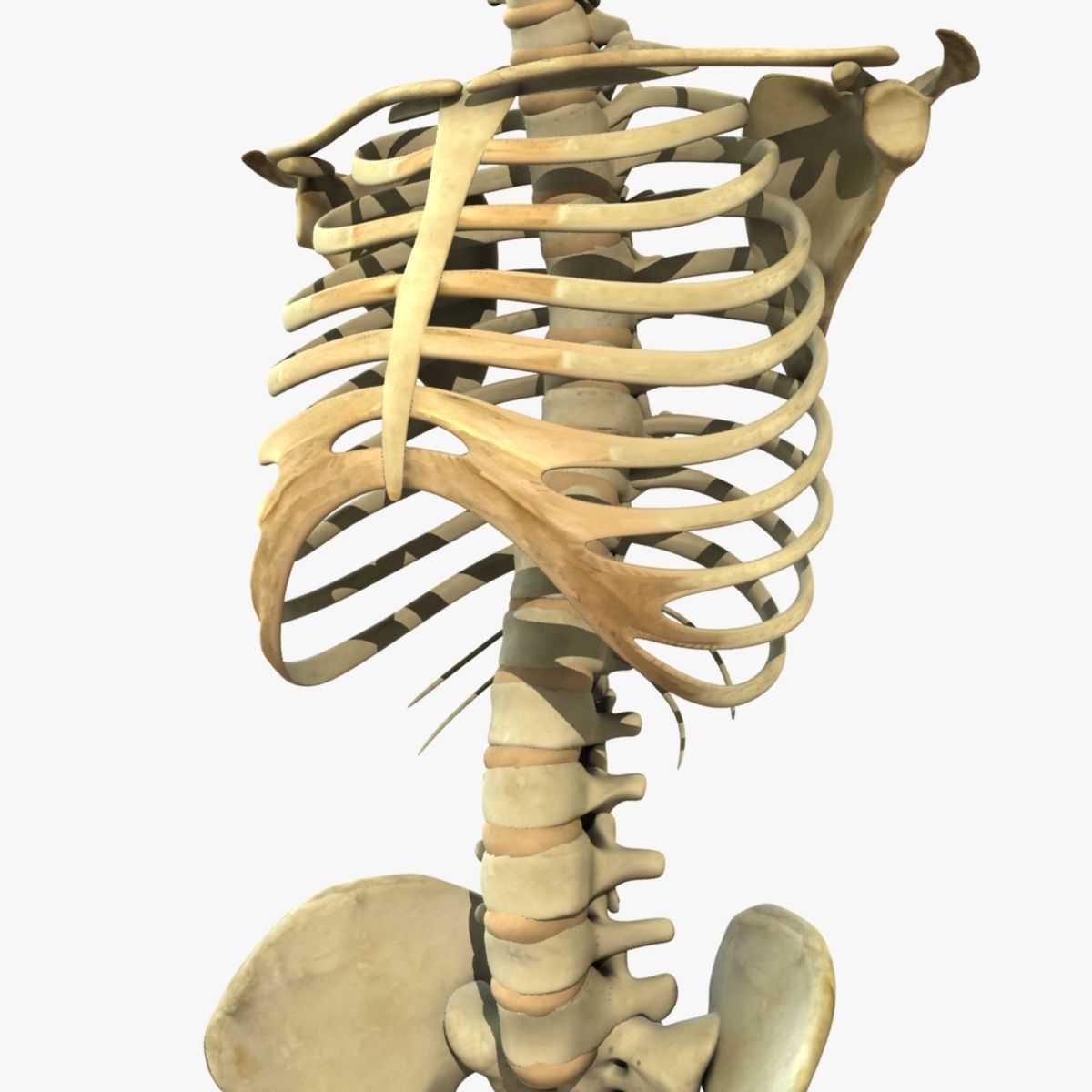 Human Torso Detailed Skeleton 3D model_2