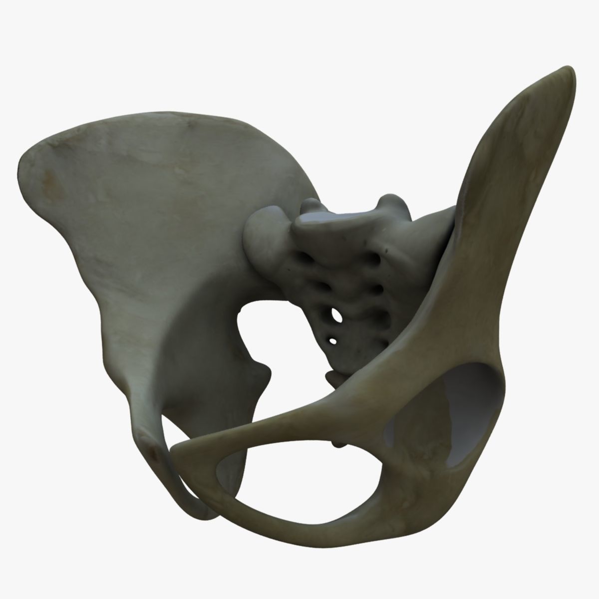 Human Torso Detailed Skeleton 3D model_4