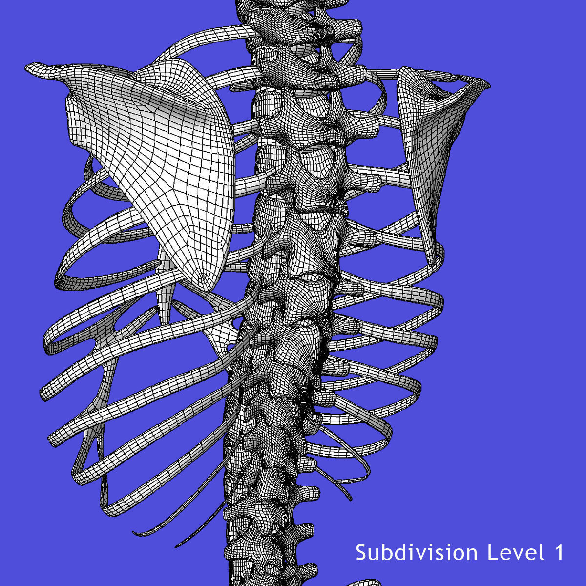 Human Torso Detailed Skeleton 3D model_7