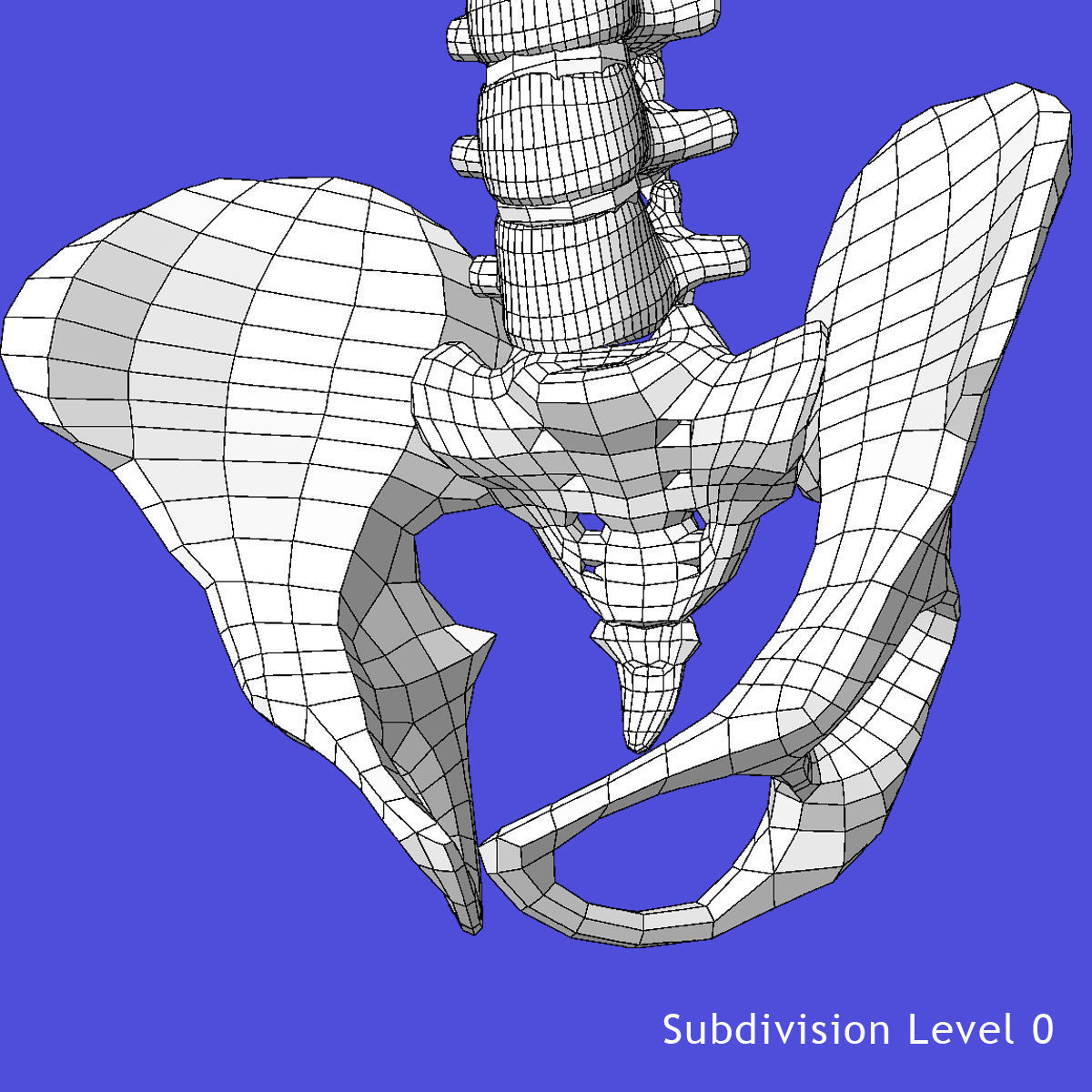 Human Torso Detailed Skeleton 3D model_12