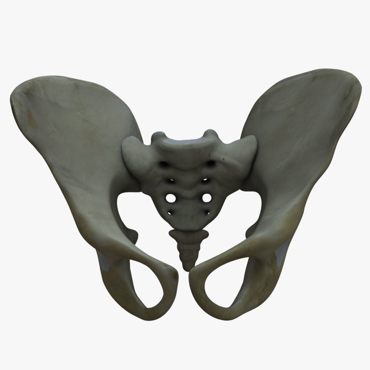 Human Torso Detailed Skeleton 3D model_3