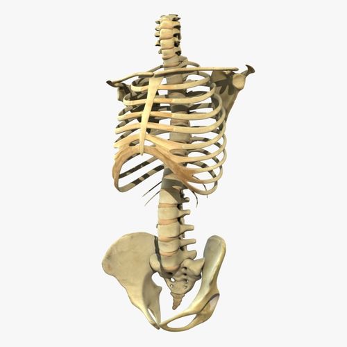 Human Torso Detailed Skeleton 3D model