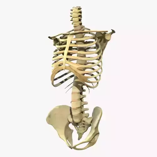 Human Torso Detailed Skeleton 3D model