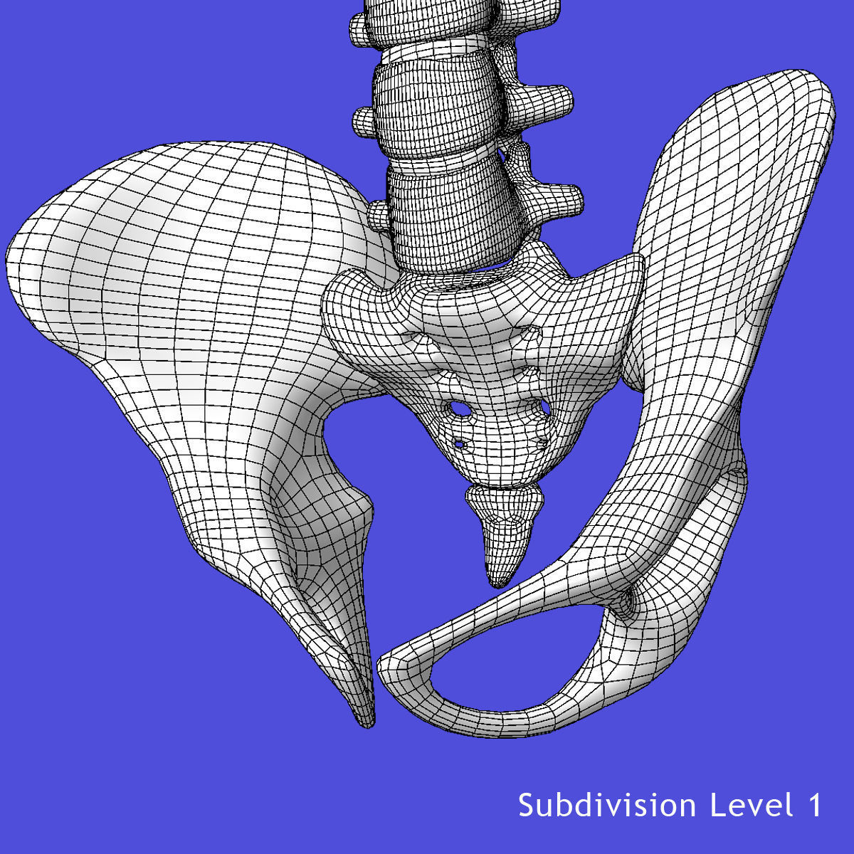 Human Torso Detailed Skeleton 3D model_8