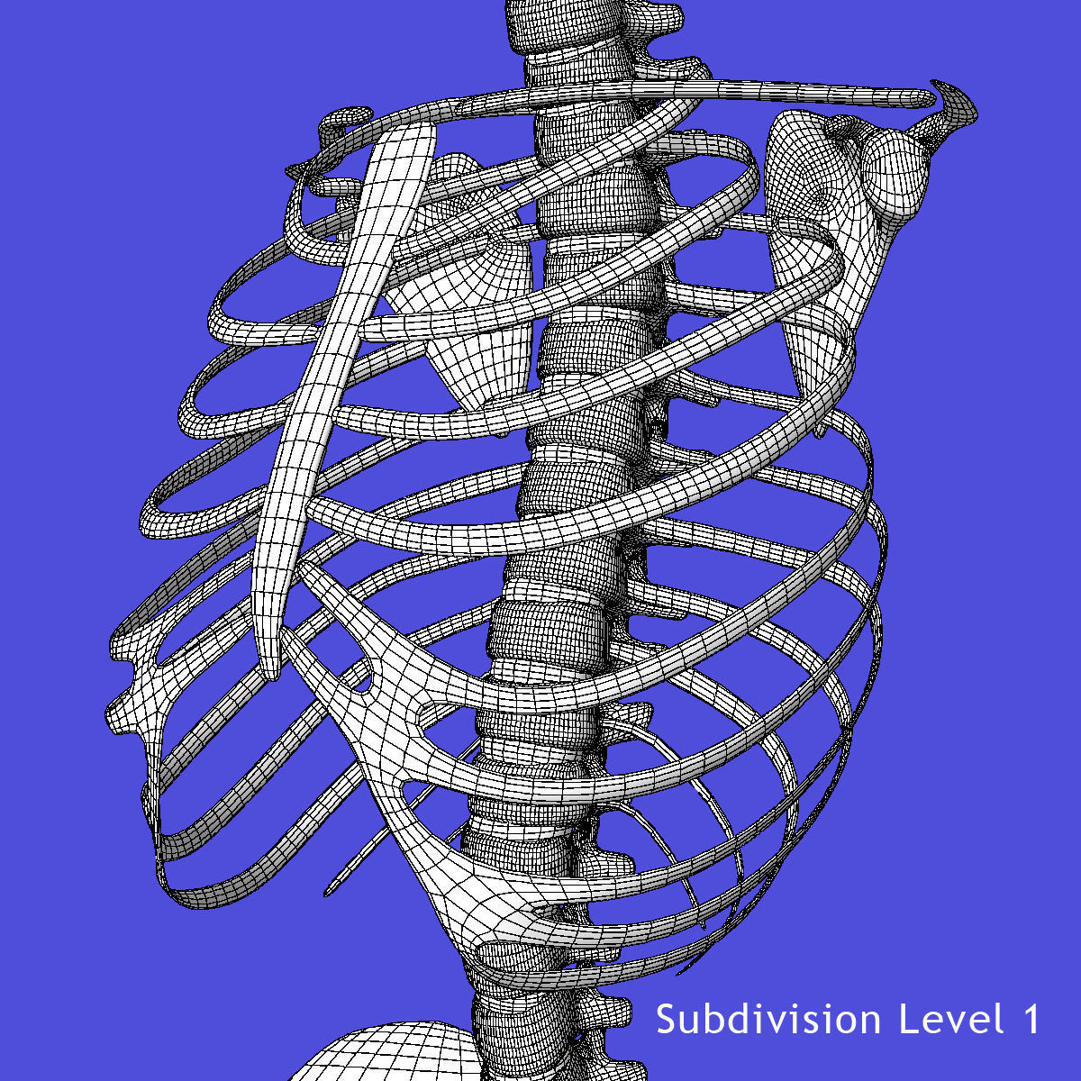 Human Torso Detailed Skeleton 3D model_6