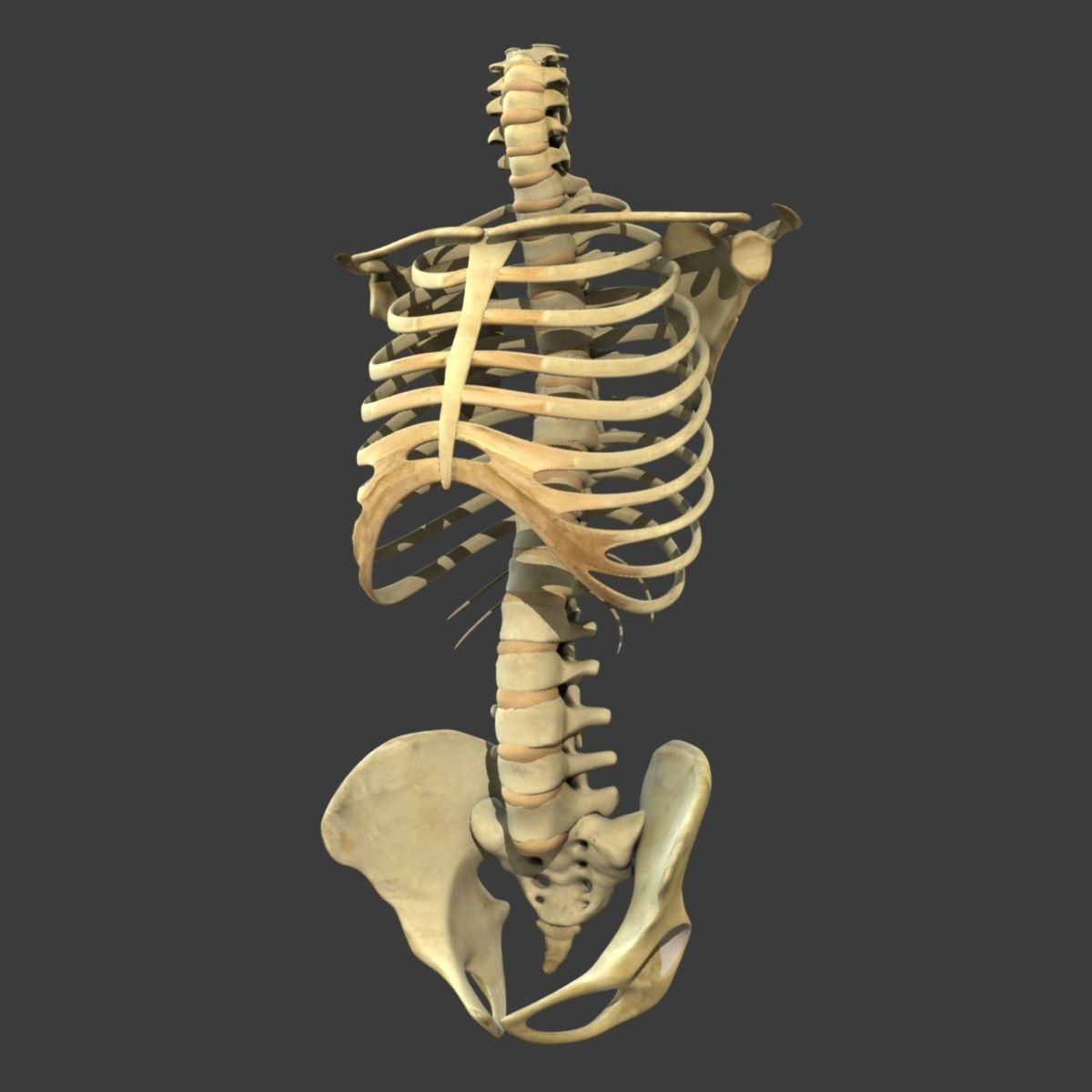 Human Torso Detailed Skeleton 3D model_1