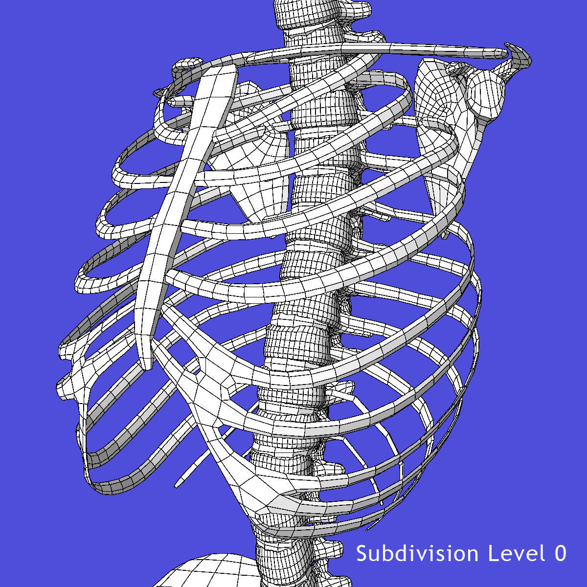 Human Torso Detailed Skeleton 3D model_10