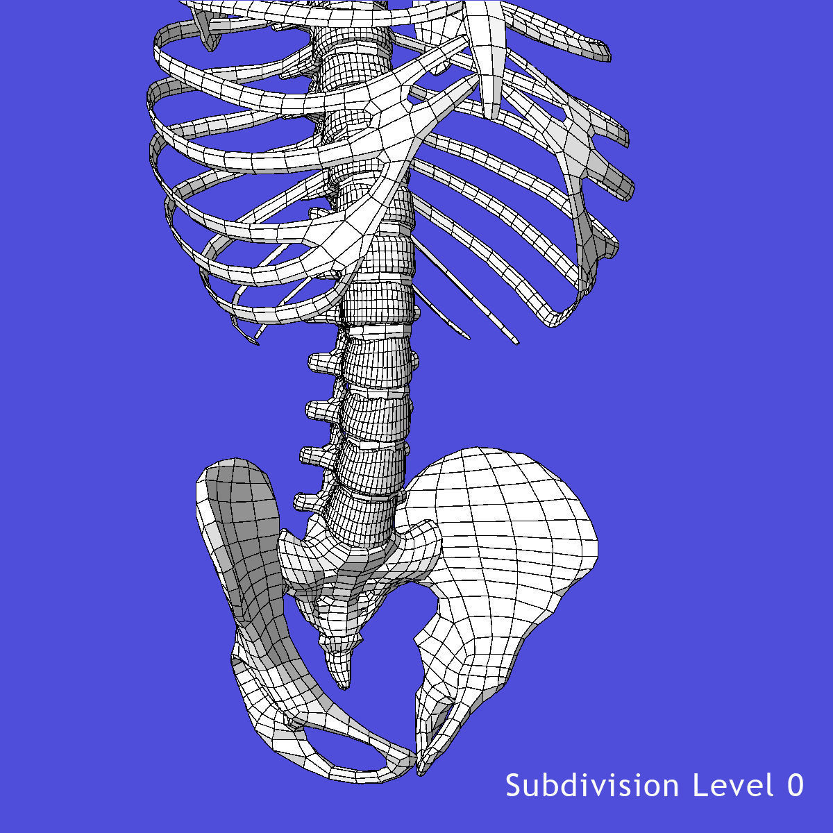 Human Torso Detailed Skeleton 3D model_9