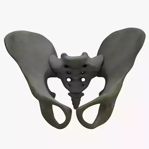 Pelvis Bone Anatomy
