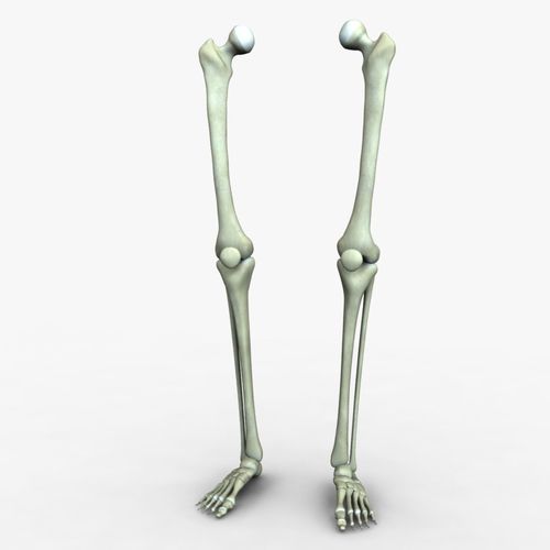 Human Leg Bones 3D model