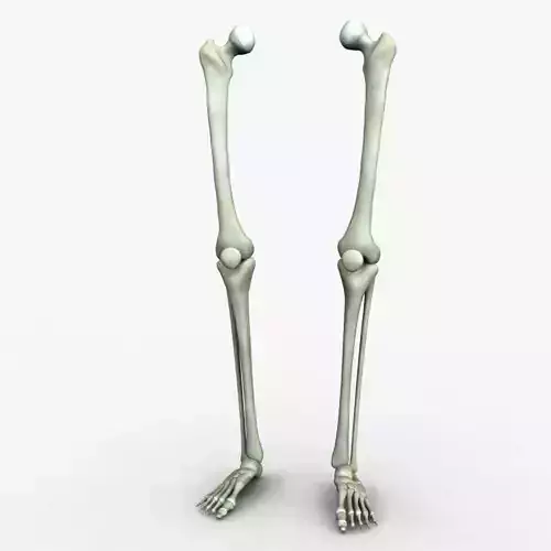 Human Leg Bones 3D model