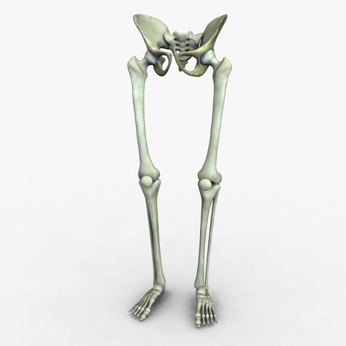 Human Leg and Pelvis Bones 3D model