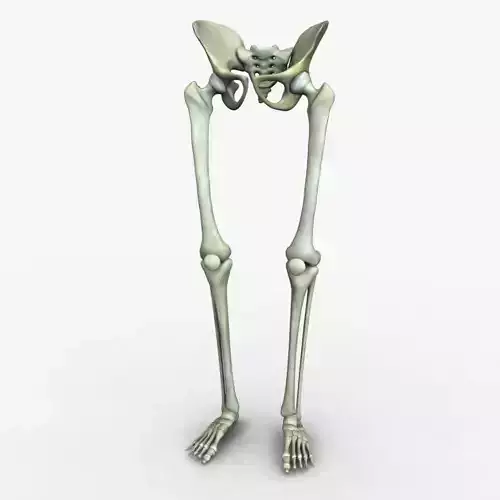 Human Leg and Pelvis Bones 3D model