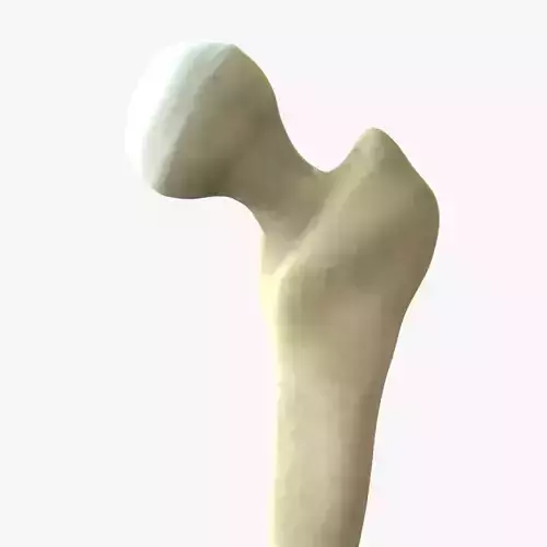 Femur Joint Bone