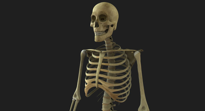 Full Body Skeleton Rigged 3D model