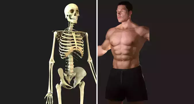 Full Male Body With Skeleton