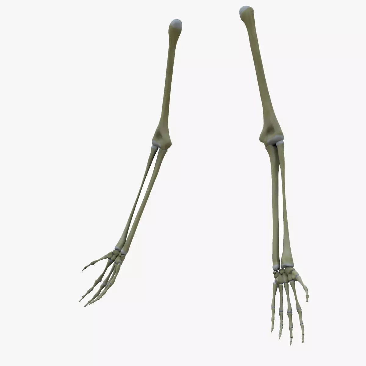 Human Arm Bones Skeleton 3D model