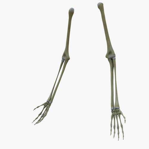 Human Arm Bones Skeleton 3D model