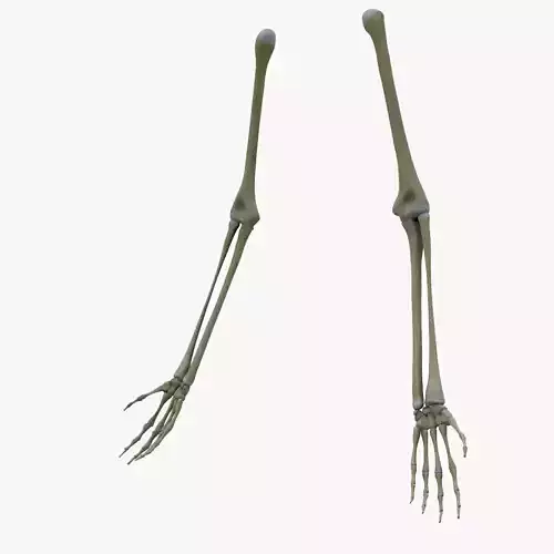 Human Arm Bones Skeleton 3D model