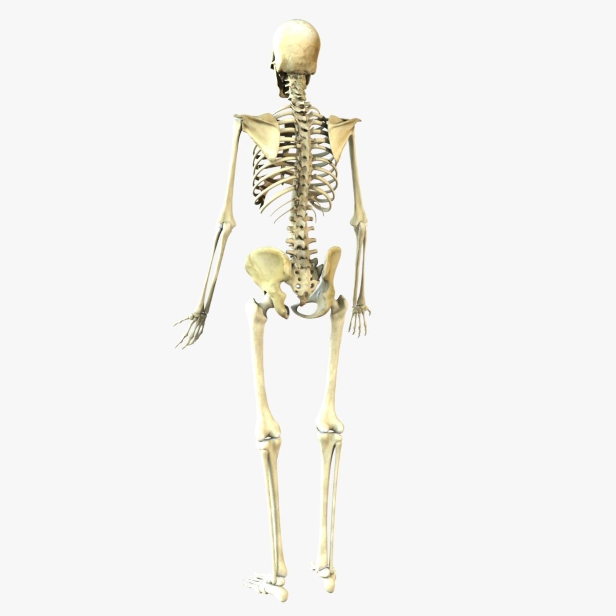Full Female Body With Skeleton 3D model_8