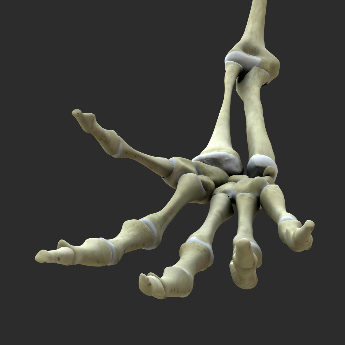 Full Female Body With Skeleton 3D model_24