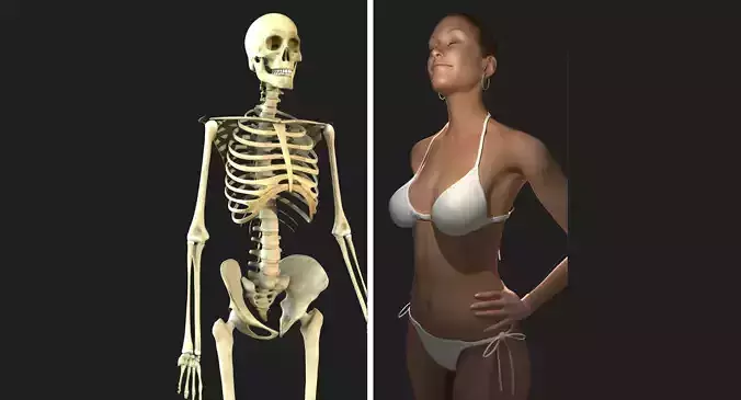 Full Female Body With Skeleton