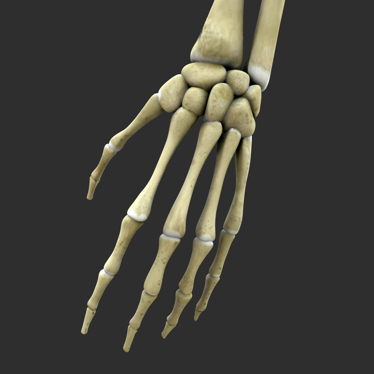 Full Female Body With Skeleton 3D model_21