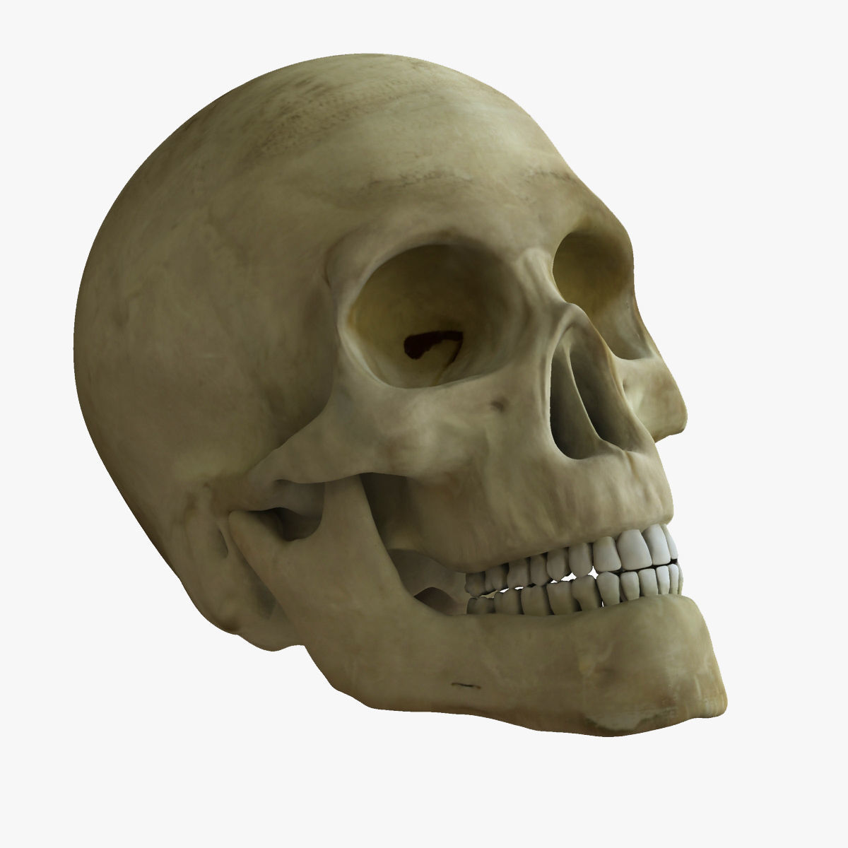 Full Female Body With Skeleton 3D model_17