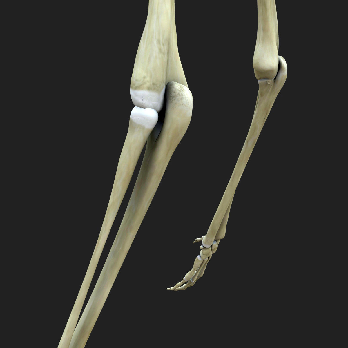Full Female Body With Skeleton 3D model_22