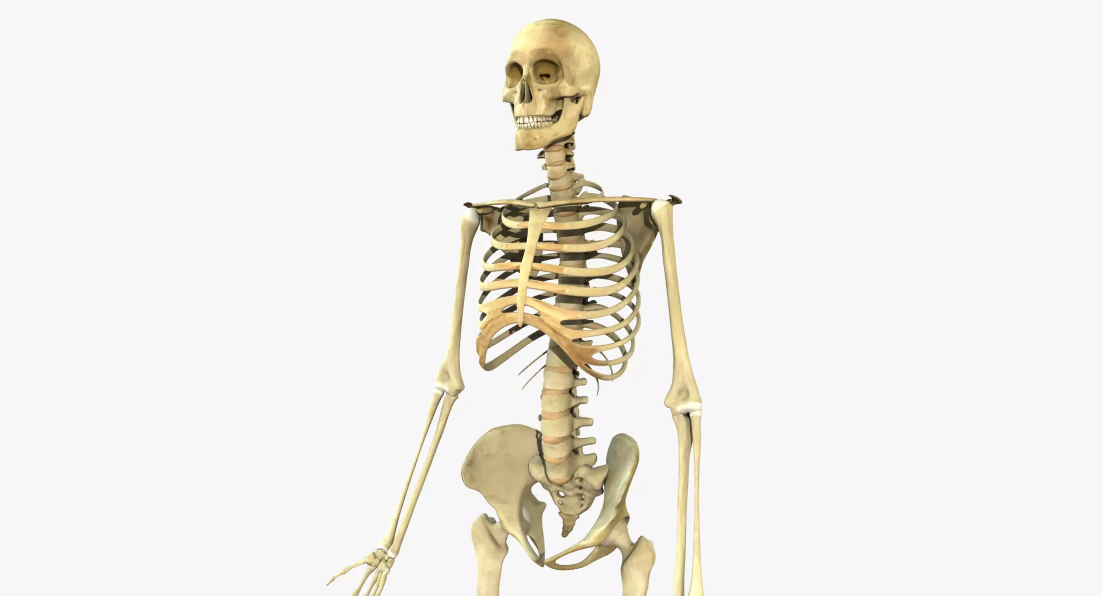 Human Skeleton Full Body 3D model