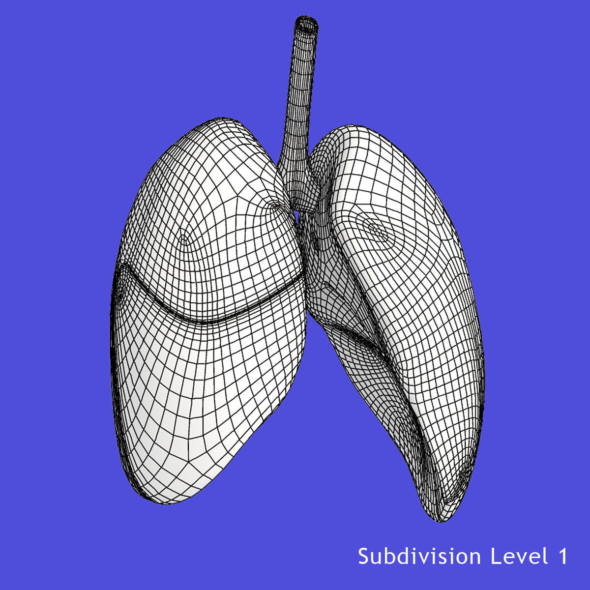 Rigged Lungs 3D model_8