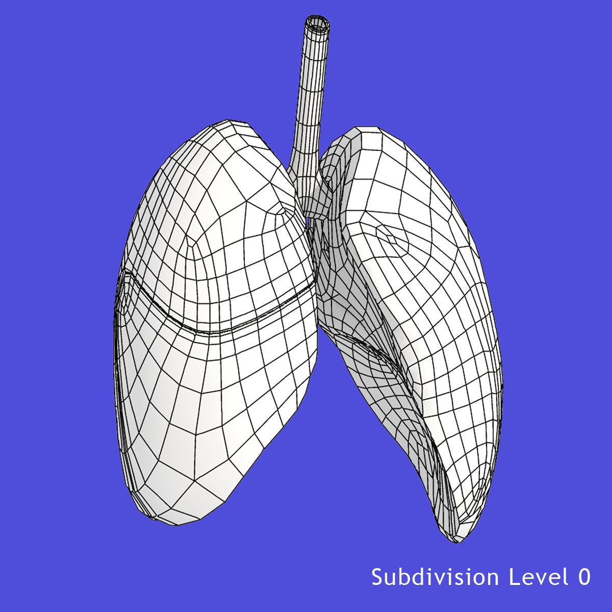 Rigged Lungs 3D model_12