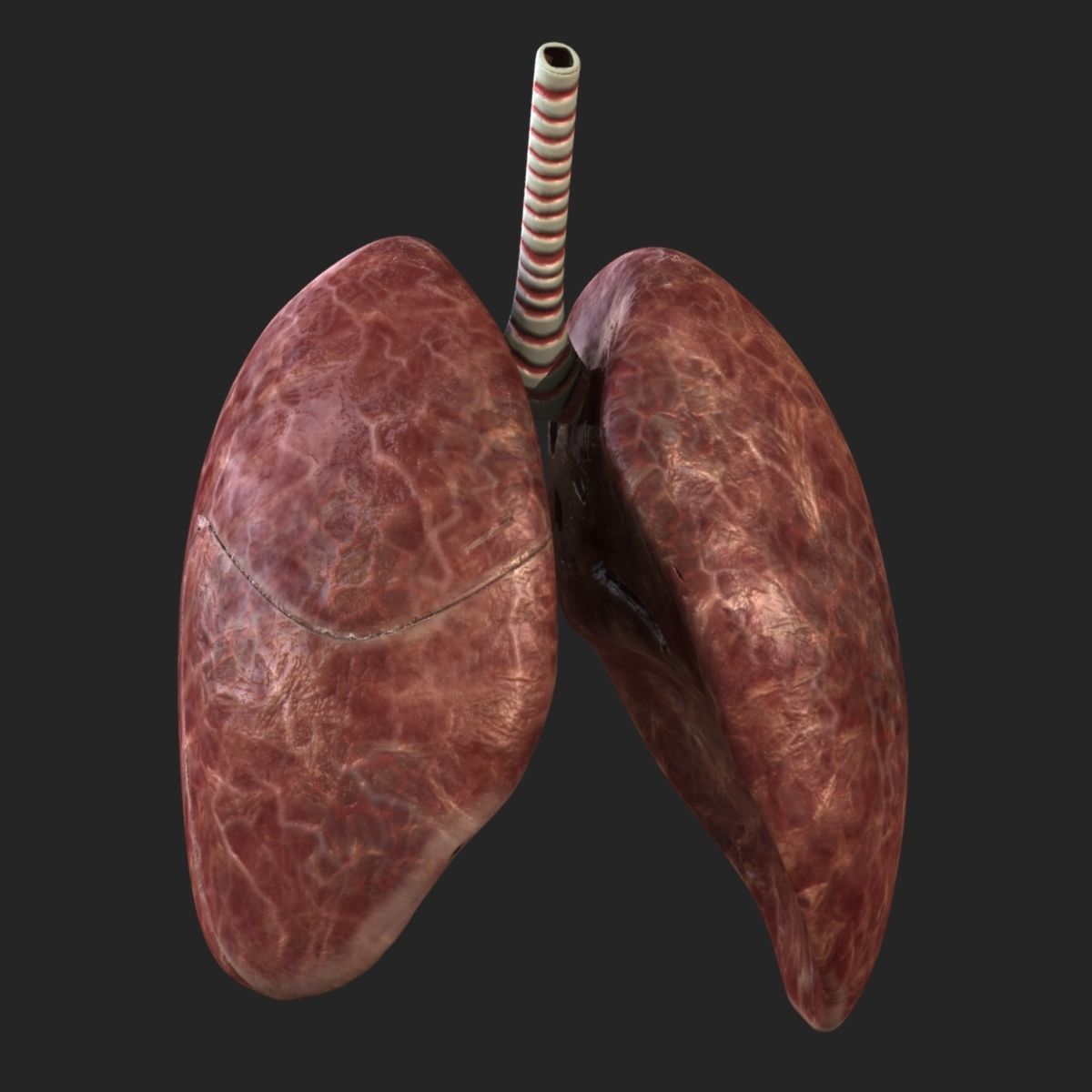 Rigged Lungs 3D model_1