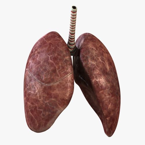Rigged Lungs 3D model