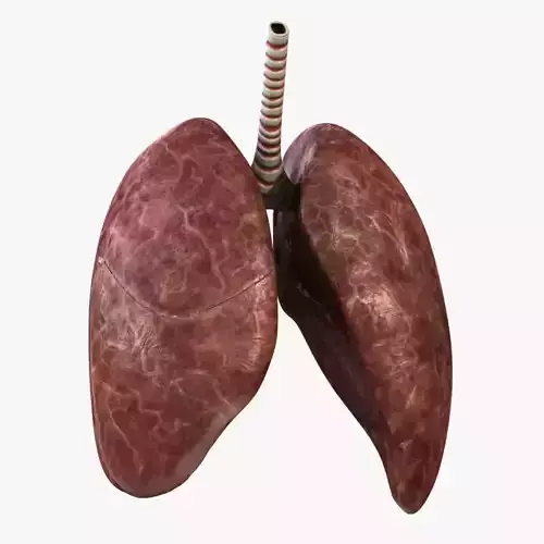 Rigged Lungs 3D model