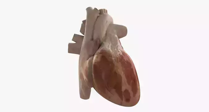 Rigged Human Heart 3D model
