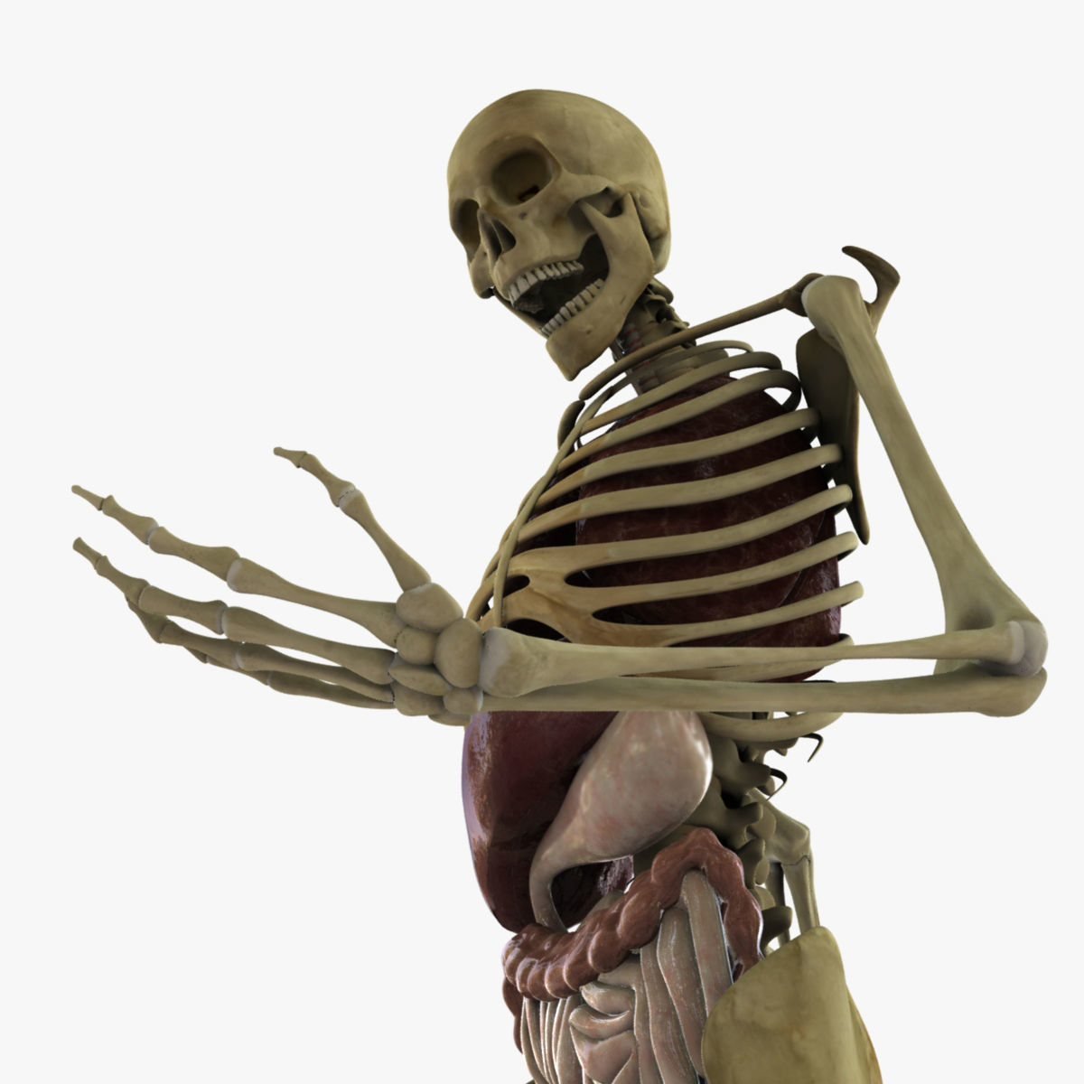 Human Skeleton With Digestive and Respiratory Systems 3D model_4