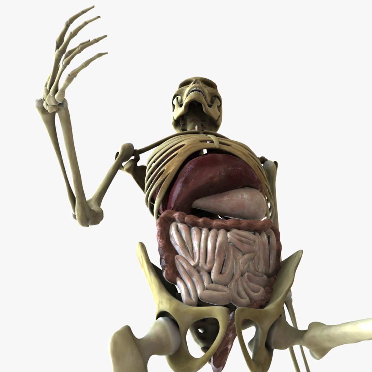 Human Skeleton With Digestive and Respiratory Systems 3D model_5