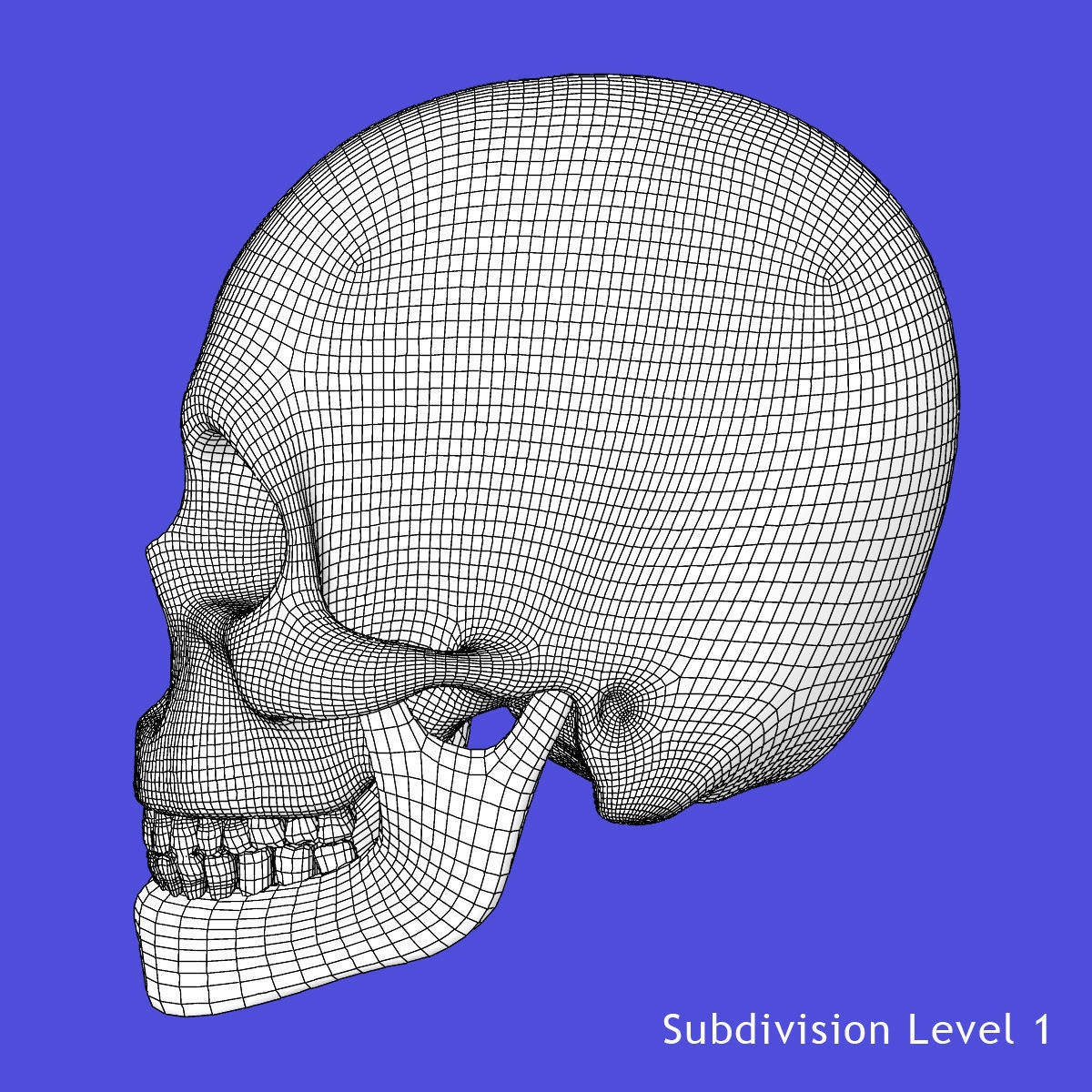 Human Skeleton With Digestive and Respiratory Systems 3D model_33