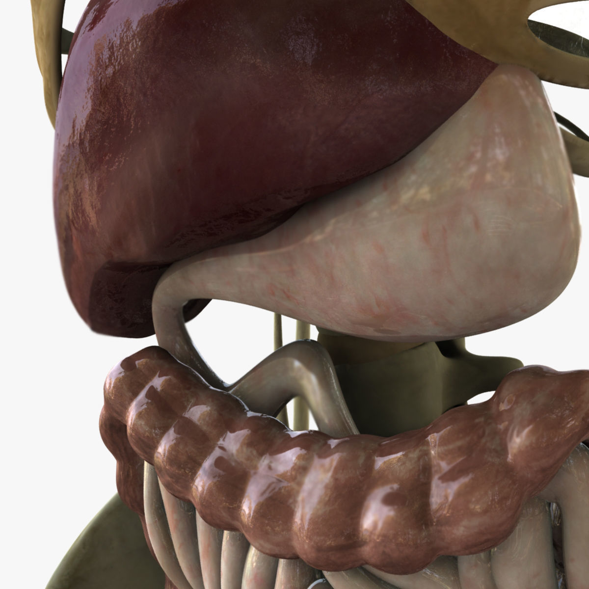 Human Skeleton With Digestive and Respiratory Systems 3D model_6