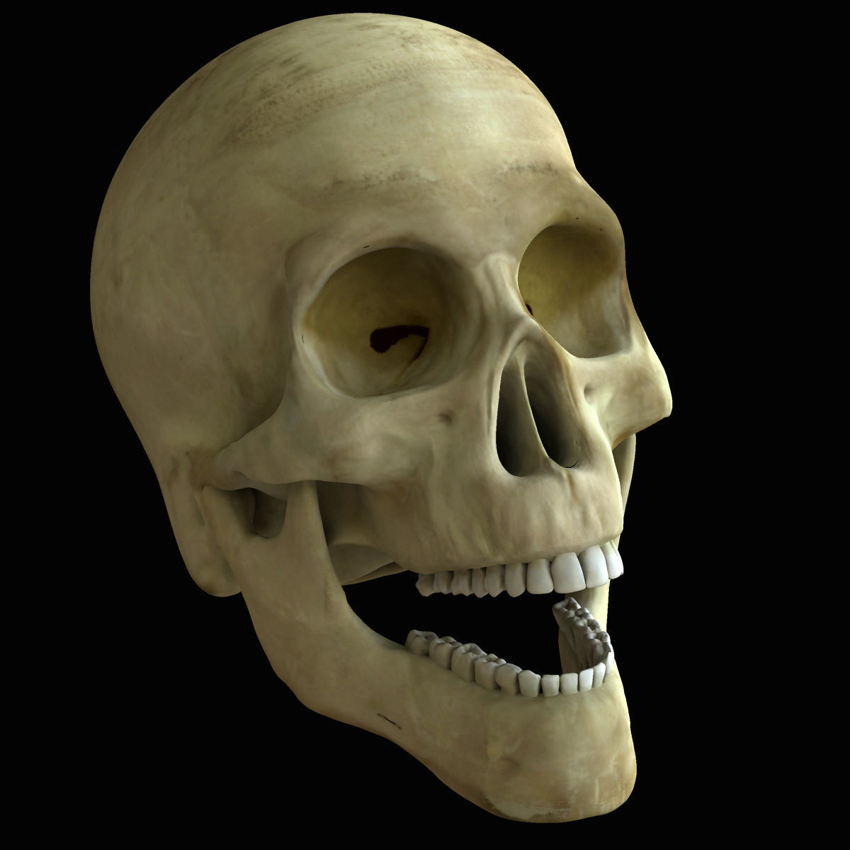 Human Skeleton With Digestive and Respiratory Systems 3D model_13