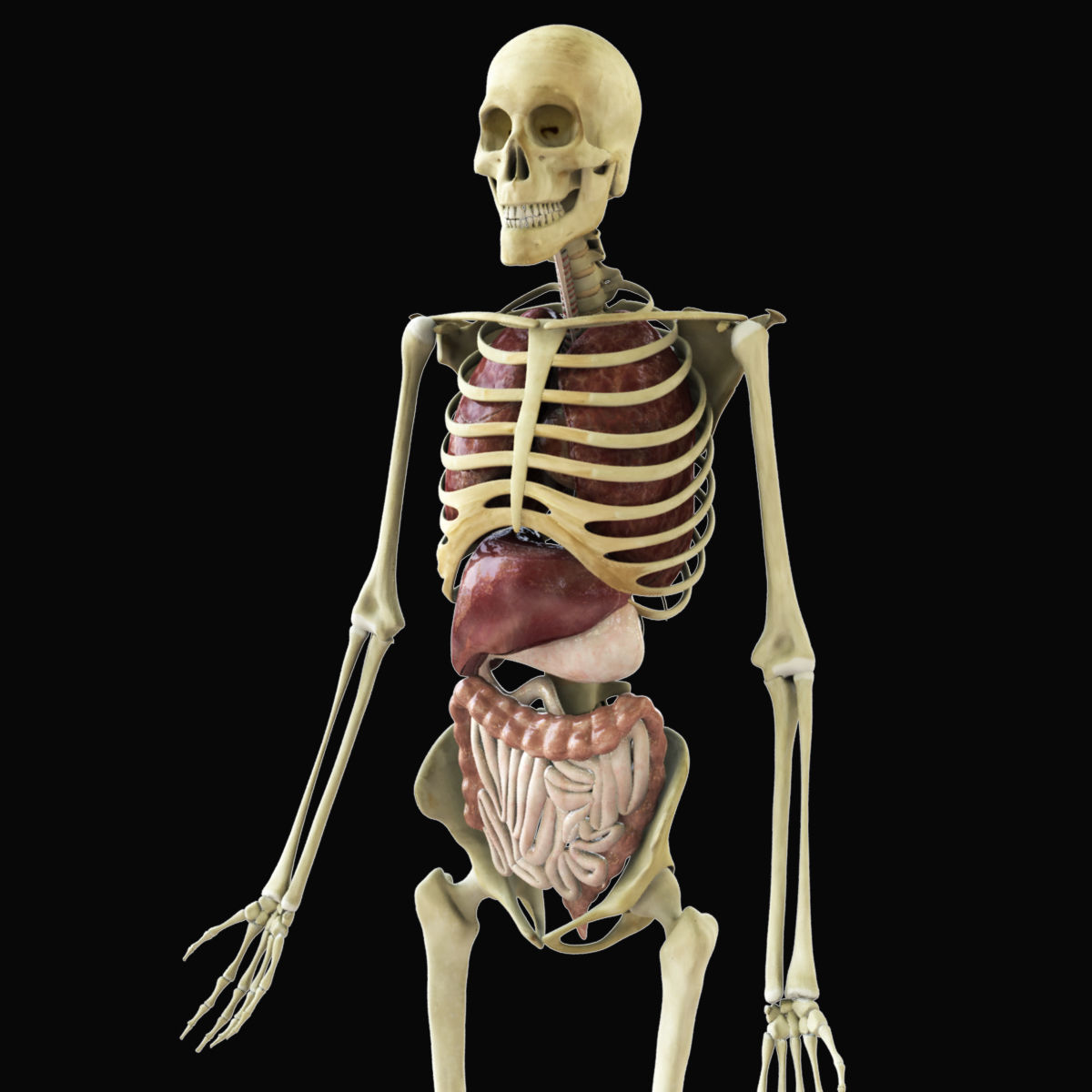 Human Skeleton With Digestive and Respiratory Systems 3D model_1