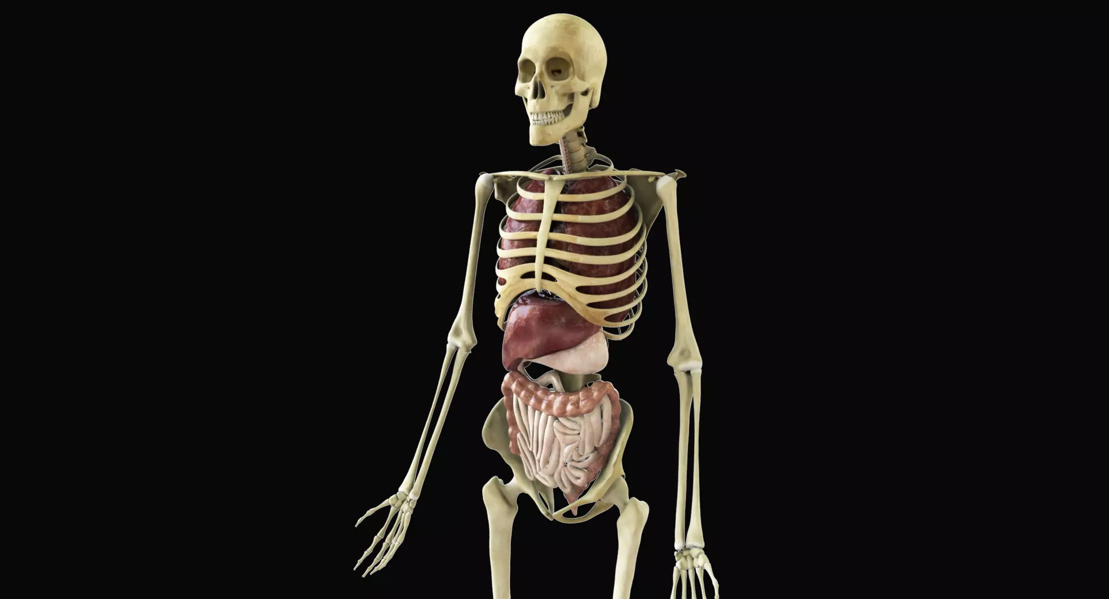 Human Skeleton With Digestive and Respiratory Systems 3D model_0