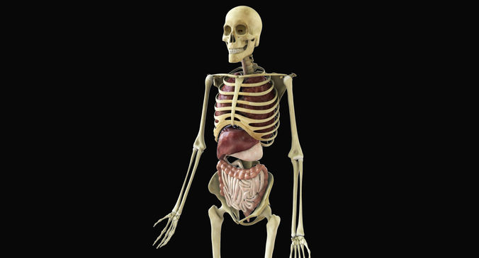 Human Skeleton With Digestive and Respiratory Systems 3D model