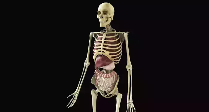 Human Skeleton With Digestive and Respiratory Systems 3D model
