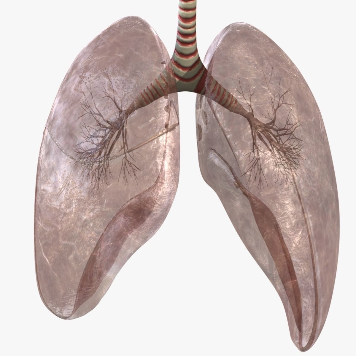 Human Skeleton With Digestive and Respiratory Systems 3D model_10