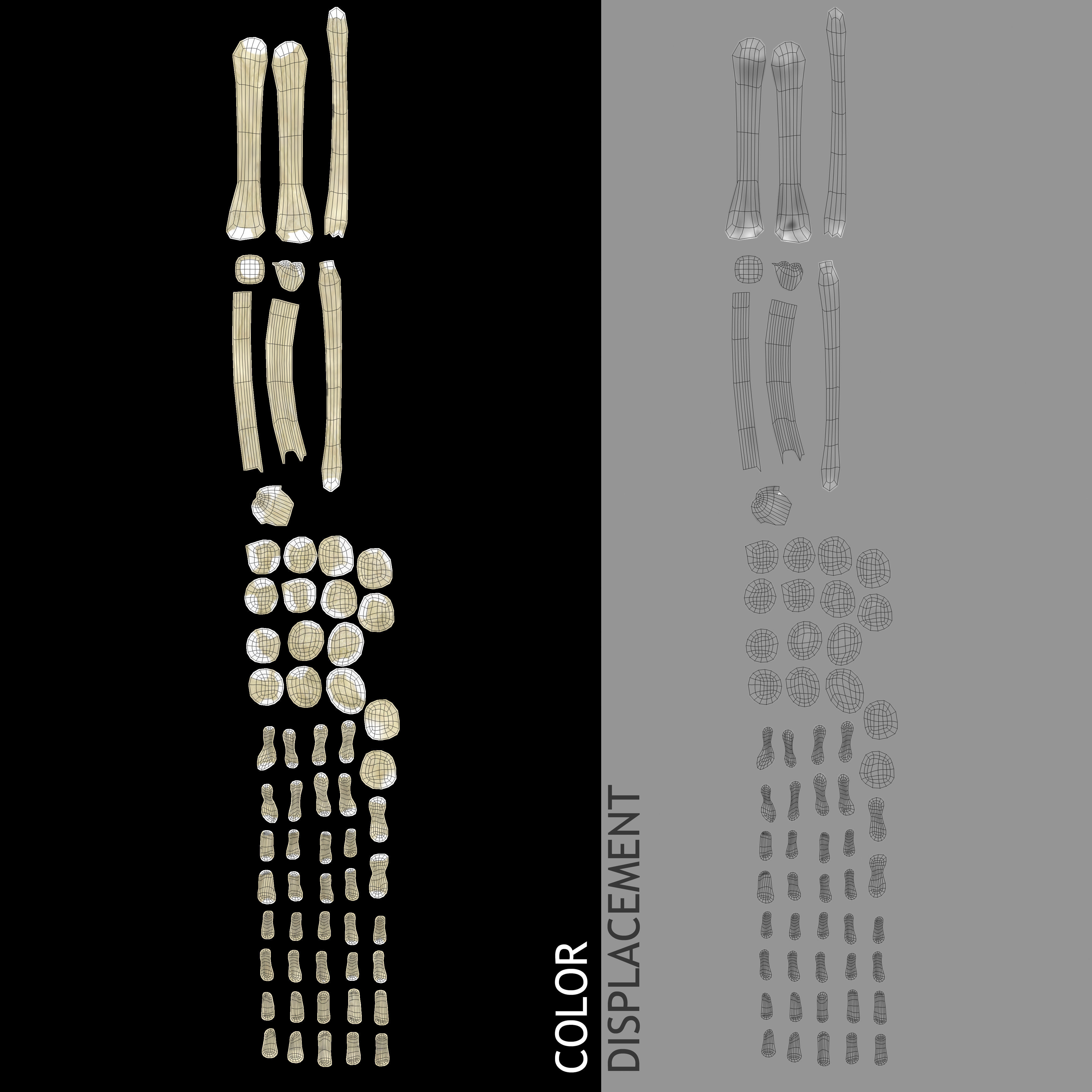 Human Skeleton With Digestive and Respiratory Systems 3D model_41